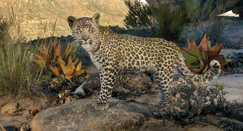 The resilience and mystery of the leopards of the Cape