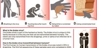 P4 Estelle Hantavirus