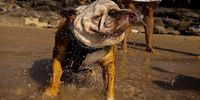 SYDNEY, AUSTRALIA - DECEMBER 09: A dog cools off at MacKenzies Beach on December 09, 2023 in Sydney, Australia. A severe heat wave was predicted for the weekend, a precursor of hot and dry conditions expected for the rest of the summer which will also bring heightened bushfire risk. (Photo by Jenny Evans/Getty Images)