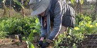 A working farm holiday in the time of agritourism