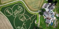 epa09333785 An aerial picture taken with a drone shows shows a maize that depicts motifs related to the Covid-19 crisis, in a corn field at the Luenemann farm in Selm near Luenen, Germany, 09 July 2021. Every year, farmer Benedikt Luenemann creates a labyrinth in his three hectares maize field with a motif on current events or topics.  EPA-EFE/SASCHA STEINBACH