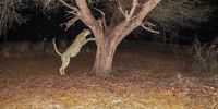 Don-cheetah census
