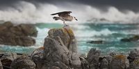 Balancing Act. Photographer: Gerhard Kroukamp