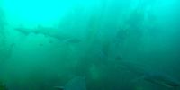 A sevengill shark saturated kelp forest.<br>Picture: Leigh de Necker