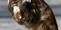 A monkey eats bread given by people visiting Daman-e-Koh hills in Islamabad, Pakistan, 04 April 2020. Due to lockdown situation people have stopped visiting the hills thus providing food shortage to wildlife in the area. Countries around the world are taking increased measures to stem the widespread of the SARS-CoV-2 coronavirus which causes the Covid-19 disease.  EPA-EFE/SOHAIL SHAHZAD