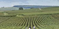 Harvest time in Champagne. Photo: Michelle Kempster<br> <br>