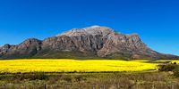 Canola Beauty. Photographer: Jaunine Conradie