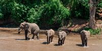 Don-Ellies & Kruger