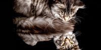 GCCF Championship Cat Shows 2026 - Portraits