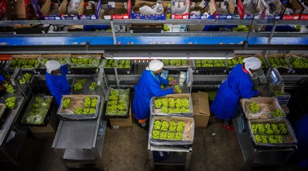 Desperate farmers’ plea on Eskom blackouts: Let us feed South Africa