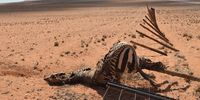 A zebra lies dead after becoming entangled in a fence in Namibian drylands