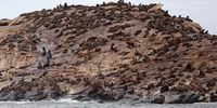 Cape fur seals seen on Seal Island close to Koekenaap on the West Coast in 2020. (Photo: Gallo Images/Nardus Engelbrecht)