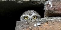 Spotted owlets perch on a wall near Kathmandu