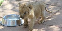 Cubs of a few weeks old inside the interaction area, with high levels of noise, mixed with tiger cubs, and a group of children that were participating in the interaction moment. Groups of children interact with the cubs for a fee. Cubs that looked weak and with sick appearances were in direct contact with visitors, generating concern in terms of public safety. Used in lion tourism/farm exploitation in South Africa. (Photo: World Animal Protection / Roberto Vieto)