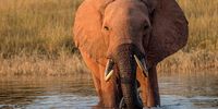An elephant in Lake Kariba, Zimbabwe. (Photo: Vince O’Sullivan / (flickr)