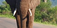 Placid Thulamela elephant at dawn. Photographer: Bridget Hilton-Barber