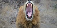 Life is tiring. Yawning lion which rules the Western Pride at Leadwood Camp, Timbavati. Photographer: Gavin Kreuiter