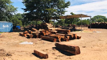 Rare Namibian hardwood trees face the chop
