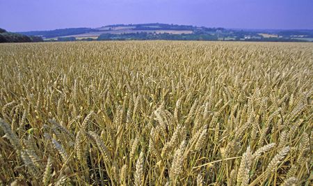 Loaded for Bear: SA wheat farming may be on the brink of collapse — what can be done?