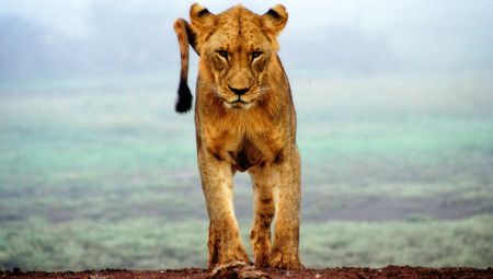 Neoliberalism and sustainable use are cut from the same paradigm