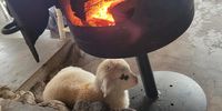 A lamb finds shelter in a country restaurant during the storms. Photographer: Liz Clarke