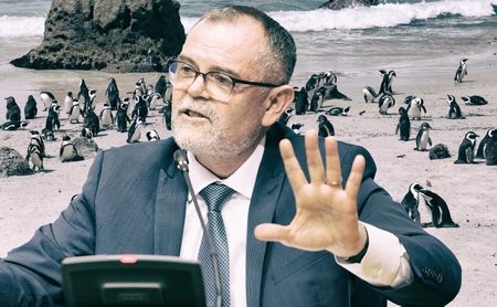 Minister Dion George’s African penguin ‘lifeline’ a slap in the face for conservation experts