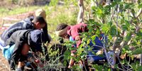 Planting indigenous plant species with community members at the Westlake Wetland Conservation Area  (Photo: Kristin Engel)