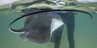Putting back with Interest. Jamie from the uShaka Sea World releases another aquarium born baby Thorntail ray back into the ocean. Photographer: Don Hunter
