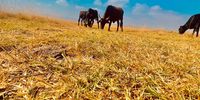 Andrew Muller<br>Cattle grazing in KZN<br>Battlefields in KZN<br>April 23