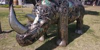 Rhino in Sedgefield - October 2021.