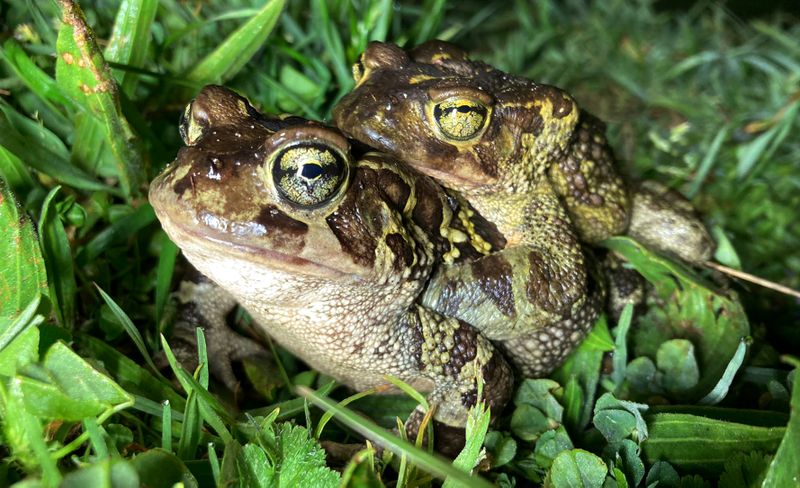 Western leopard toads on the roads — conservationists step in
