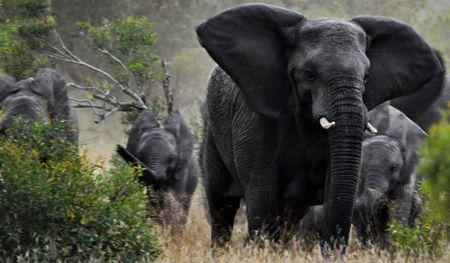 Unsung heroes: Africa’s rangers are the guardians of the continent’s precious natural assets