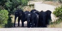 Highway parol near Bergendal Kruger National Park. Image: Johan Fick