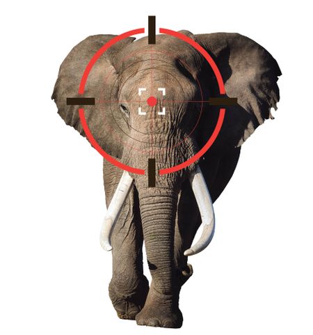 Paradise in the crosshairs – bandits, elephant poachers threaten to kill ecotourism in KZN’s Jozini