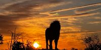 Sunrise with the Lion King. Photographer: Michael Broomberg