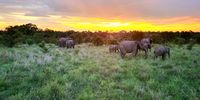 Elephant sunset. Photographer: Bernard Stern
