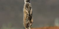 A meerkat on lookout duty emits a periodic soothing peep researchers call the 'watchman’s song'. (Photo: Chris Marais)