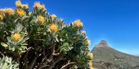 Table Mountain Proteas. Photographer: John R<br>