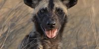The softer side - African Wild Dog. Photographer: Caroline Rowbottom