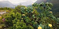 Orange Kloof Reserve this week.
