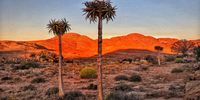 Gemini Quiver trees near Springbok - Namaqualand.
