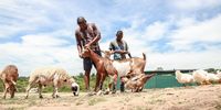 Vusi Tshabalala and Moses Ngomane, one of 12 young people he employs on his small Acornhoek farm. Aside from his four horses, they now have two sheep, two goats, 15 guinea pigs, three peacocks, 48 spur-winged geese, five ducks and two silkie chickens. (Photo: Warren Ngobeni)