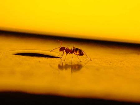 I don’t want to kill bugs in my house. What should I do instead?