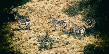 Baviaanskloof: Where the Lionheart dwells