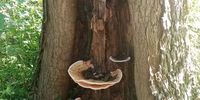 Fascinating Nature. Image: Rita Smith