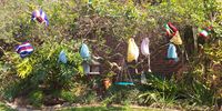 Wonderful rains in KZN have produced a lovely crop of Tree cosies. Image: Frank Calboutin.