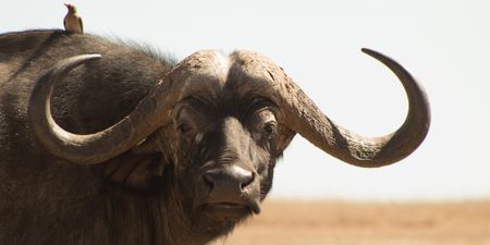 Decline in Kruger rhino-poaching rates woefully drives shift to commercial bushmeat, reveals park ranger