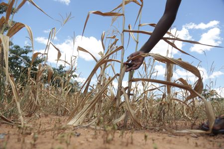 Drought-hit Zimbabwe readies mass wildlife migration