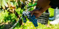 A worker cuts a bunch of grapes from the vine in the vineyard at the Cathedral Peak Wine Estate outside Winterton, South Africa, on Saturday, Feb. 23, 2019. (Photo: Waldo Swiegers/Bloomberg via Getty Images)