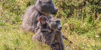 Van Damme with a female and his baby boy, near Smitswinkel Bay, Cape Town. He kept them close by that day and was very aware and cautious of a subadult male. He was a caring father.<br>(Photo: Anya Adendorff)